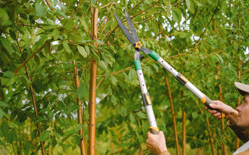 Tree trimming in Toutle, WA